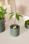 amazing avocado pot leaf green